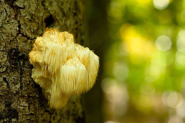 How & When to Take Lion’s Mane + Dosage