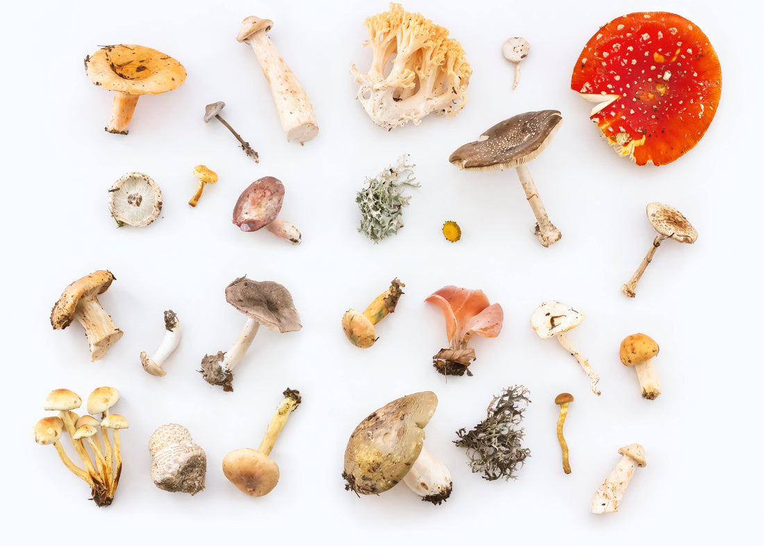 How to Use Mushrooms for Immunity (Reishi, Shiitake, Maitake)