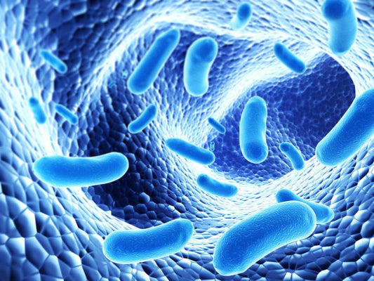 Probiotics and GERD in the Gut Microbiome