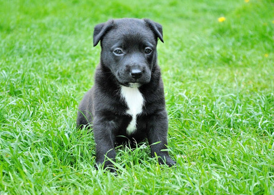 How Dogs Benefit From Probiotics