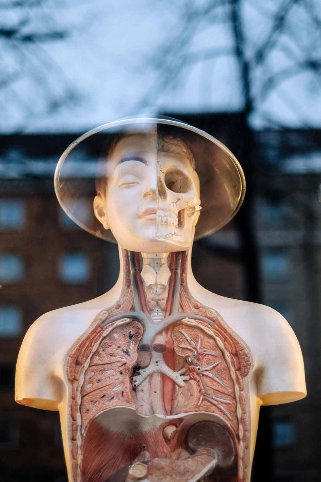 Mannequin showing internal human anatomy